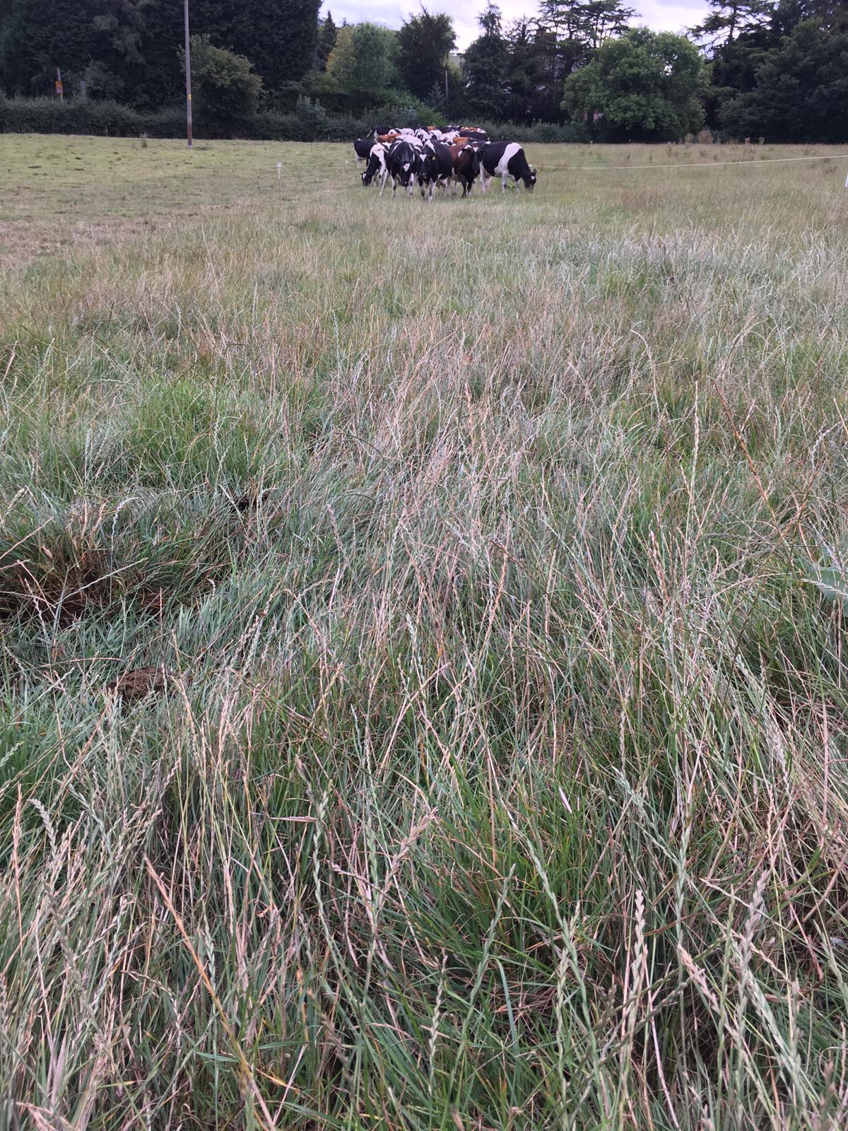 a group of cows grazing in a field
